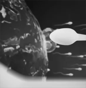 Inseminação